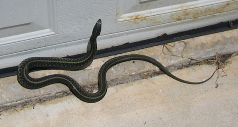 వర్షాకాలంలో పాములు, పురుగుల నుంచి ఇంటిని ఇలా కాపాడుకోండి

