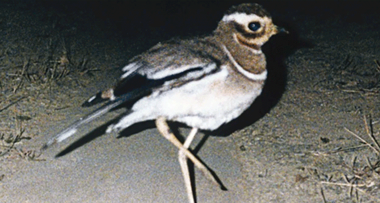 ఆంధ్రప్రదేశ్ ప్రజలకు ఊహించని షాక్ – కలివికోడి కోసం ఖర్చు చేసిన కోట్లు స్కామ్‌గా మారింది