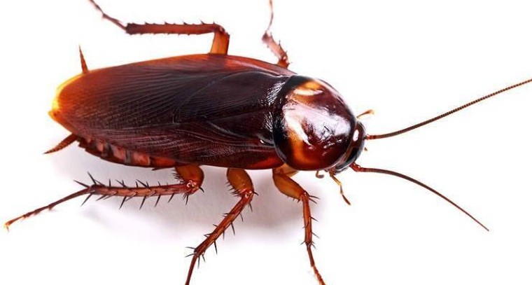 ఇలా చేశారంటే  బొద్దింకలు రానే రావు..