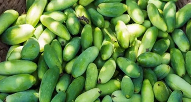 దొండకాయతో క్యాన్సర్ సమస్యకు చెక్