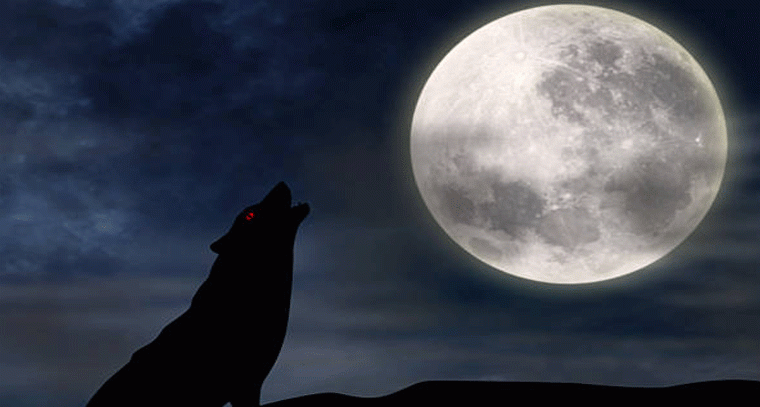 కుక్క ఏడిస్తే చెడు జరుగుతుందా? అపోహల వెనక నిజం