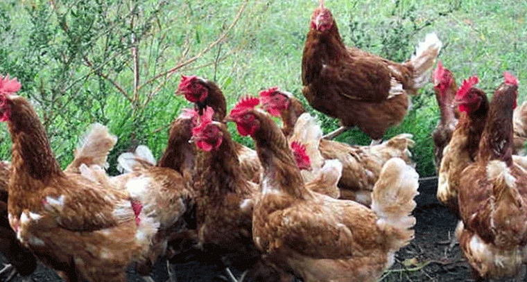 ఆ నాటుకోళ్లను అస్సలు తినొద్దు!