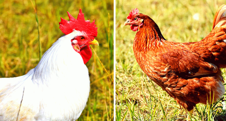 నాటుకోడి vs బ్రాయిలర్ కోడి: ఏది ఎక్కువ పోషకాలతో ఉంటుందో తెలుసా?