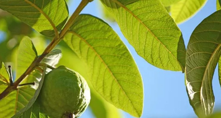 జామ ఆకులు తింటే షుగర్, బీపీ అదుపులో ఉంటాయి: నిపుణులు