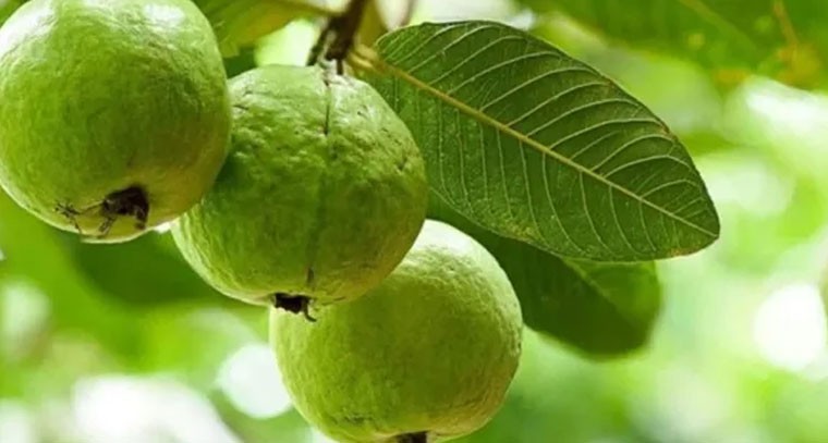 జామపండుతో గుండెకు భద్రత, స్త్రీల సమస్యలకు పరిష్కారం