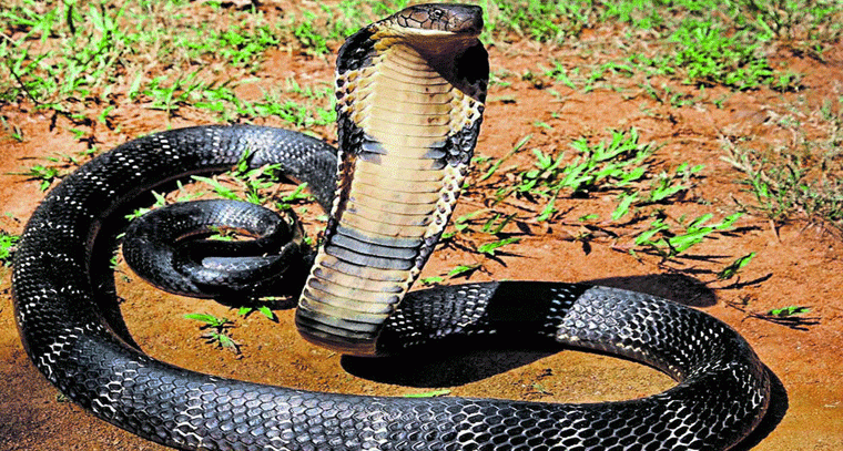 కింగ్ కోబ్రా: మనిషితో పోల్చితే ఈ పాముల పరుగు వేగం ఎంత?