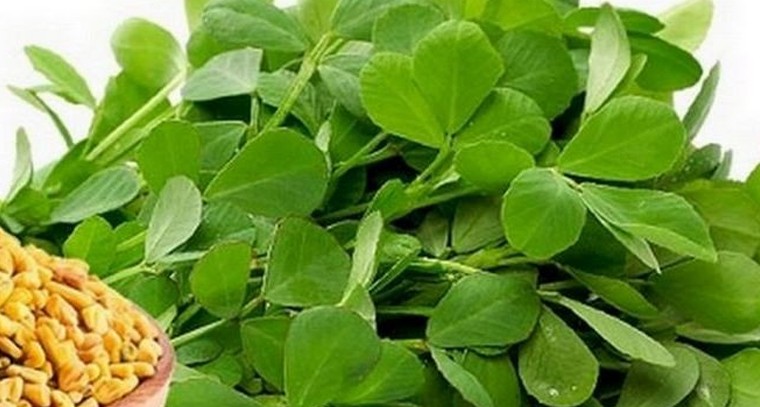 మెంతికూర తింటే బీపీ, గుండెపోటుకు చెక్