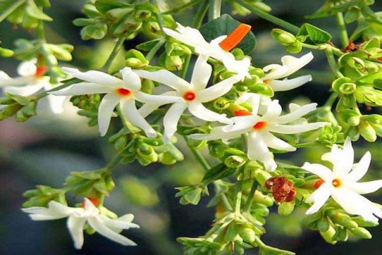 ఈ మొక్క ఏంటో తెలుసా.. ? తెలియక పోతే వెంటనే దీని ప్రయోజనాలు తెలుసుకోండి... 