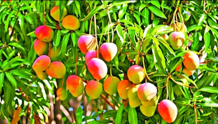 మామిడిలో పక్షికన్ను తెగులు..లక్షణాలు మరియు ప్రభావం