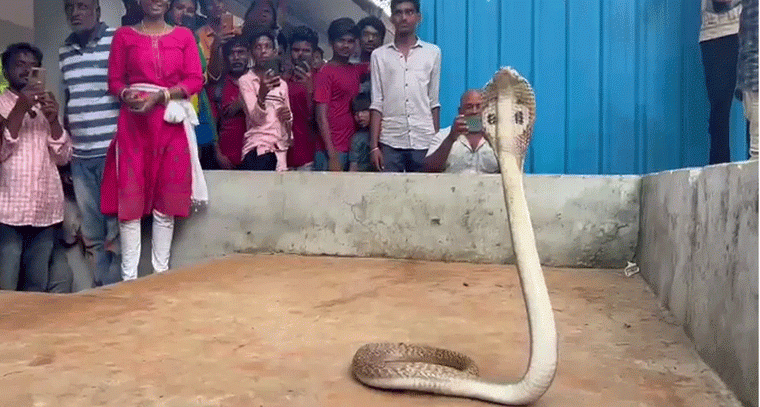 Tirumala Alert: భక్తురాలిపై పాము దాడి ఫేక్, ఫ్యాక్ట్ చెక్ స్పష్టత