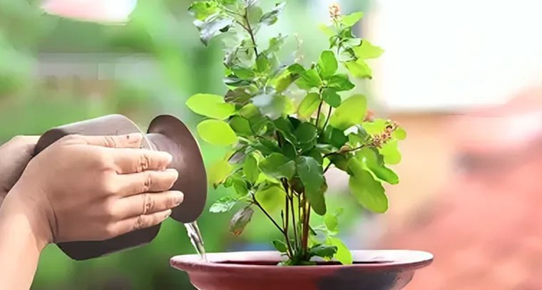 తులసి మొక్కకు ఈ రోజుల్లో నీరు పోయవద్దు.. ఎందుకంటే?