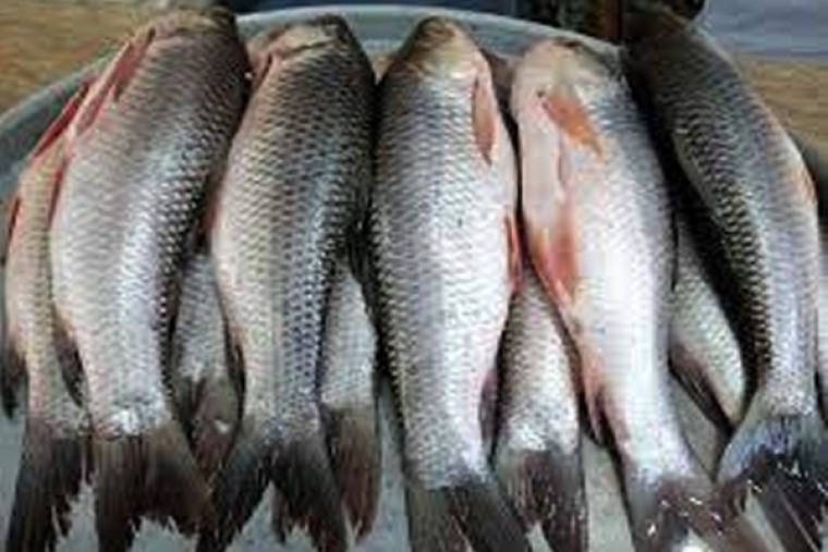 చేపలు తినడం వల్ల ఆరోగ్య లాభాలు 

