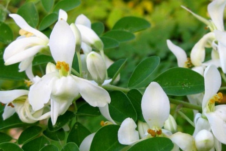 మునగ పువ్వులుతో కలిగే ఆరోగ్య లాభాలు   

