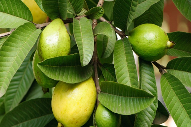 జామ ఆకులతో కలిగే ఆరోగ్య లాభాలు 

