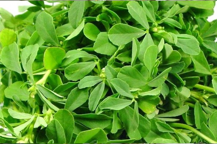 మెంతికూరతో ఎన్నో ఆరోగ్య లాభాలు 

