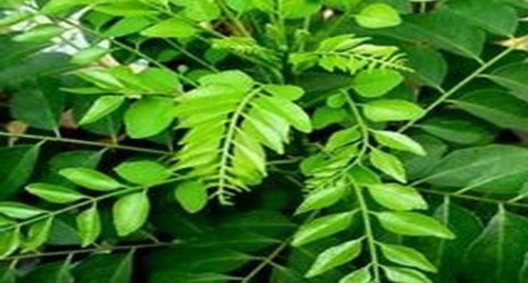 కరివేపాకు వల్ల కలిగే ఆరోగ్య ప్రయోజనాలు

