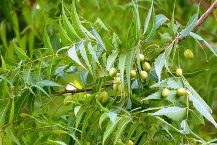 వేపాకుతో ఎన్నో ఆరోగ్య లాభాలు  

