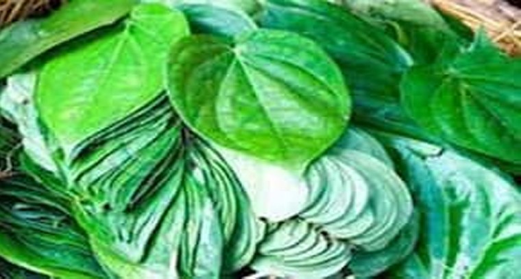 తమలపాకు వల్ల కలిగే ప్రయోజనాలు

