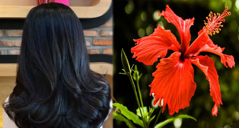 నల్లని నిగనిగలాడే జుట్టు కోసం మందారం 

