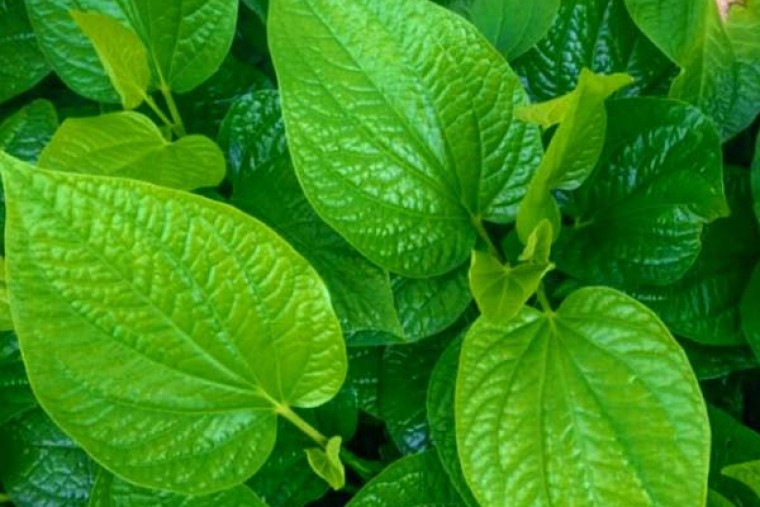 తమలపాకులతో కలిగే ఆరోగ్య లాభాలు 

