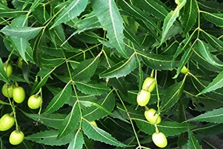 వేపాకు ఆరోగ్యానికి అంతో మేలు 

