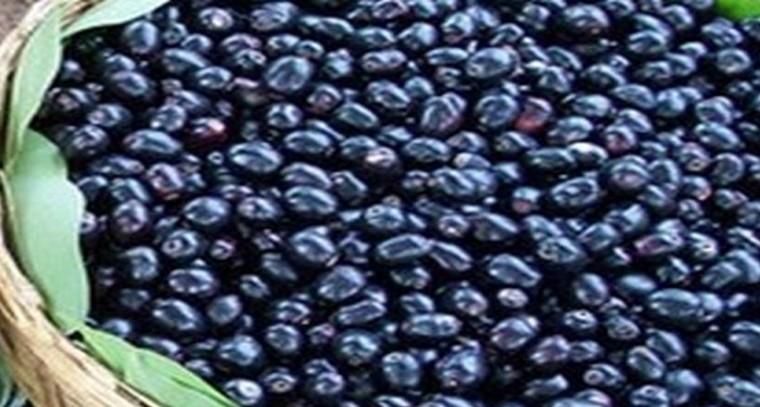 నేరేడు పండ్ల వల్ల కలిగే ఆరోగ్య ప్రయోజనాలు 

