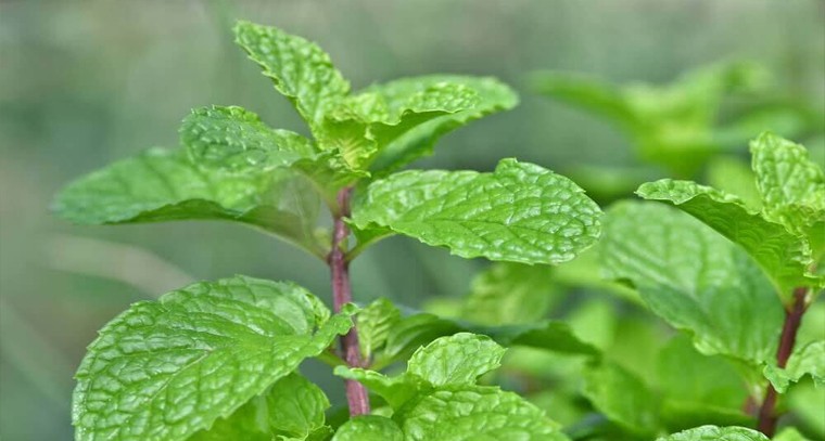 ఆ సమస్యకి పుదీనాతో చెక్

