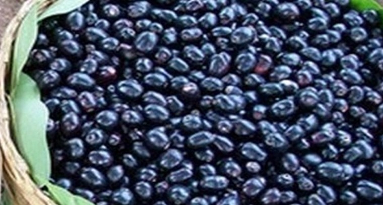 నేరేడు పండ్ల గింజలతో కలిగే ఆరోగ్య ప్రయోజనాలు 

