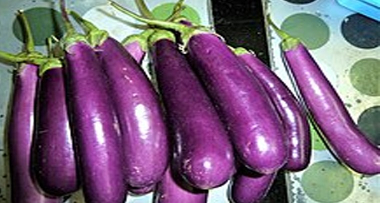 వంకాయలో అనేక ఆరోగ్య ప్రయోజనాలు

