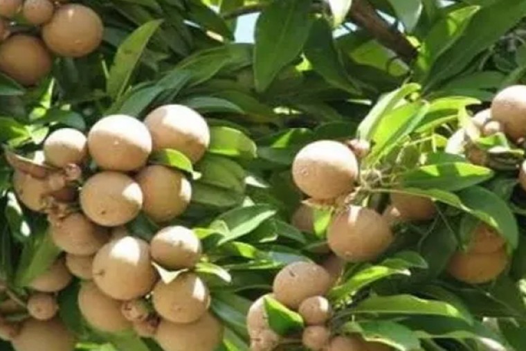 సపోటా పళ్లతో ఆరోగ్యానికి ఎంతో లాభం 

