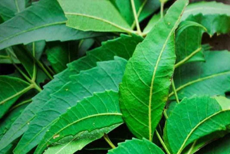 వేపాకుతో ఎన్నో ఆరోగ్య ప్రయోజనాలు 
