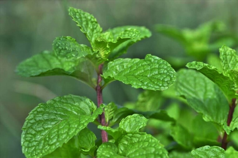 పుదీనాతో కలిగే ఆరోగ్య లాభాలు 

