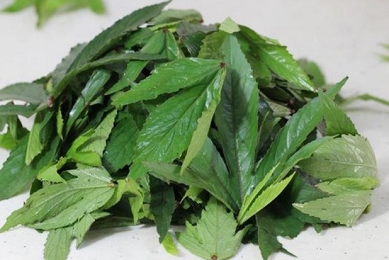  గోంగూర వల్ల ఎన్నో ఆరోగ్య ప్రయోజనాలు

