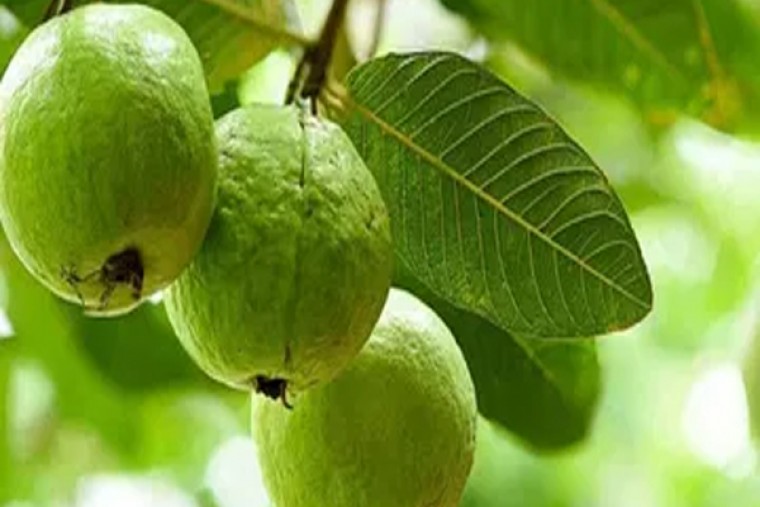 జామ ఆకులతో కలిగే ఆరోగ్య లాభాలు

