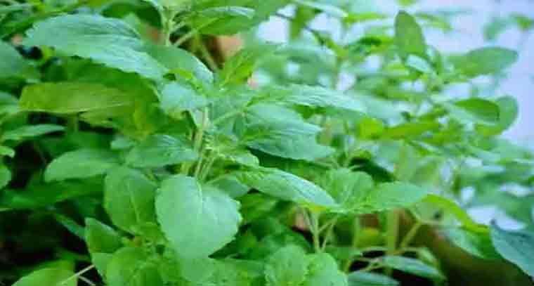 తులసి ఆకులతో ఆ సమస్యకు చెక్ పెట్టండి

