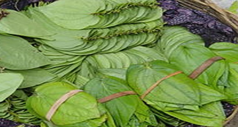 తమలపాకుల వల్ల కలిగే ప్రయోజనాలు 

