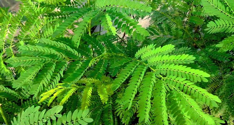 చింత చిగురుతో ఎన్నో ఆరోగ్య ప్రయోజనాలు 

