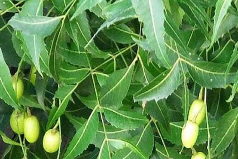 వేపాకుతో ఆ సమస్యలకు చెక్ 

