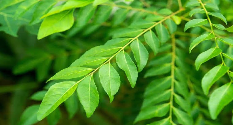  కరివేపాకుతో కలిగే ఆరోగ్య ప్రయోజనాలు 

