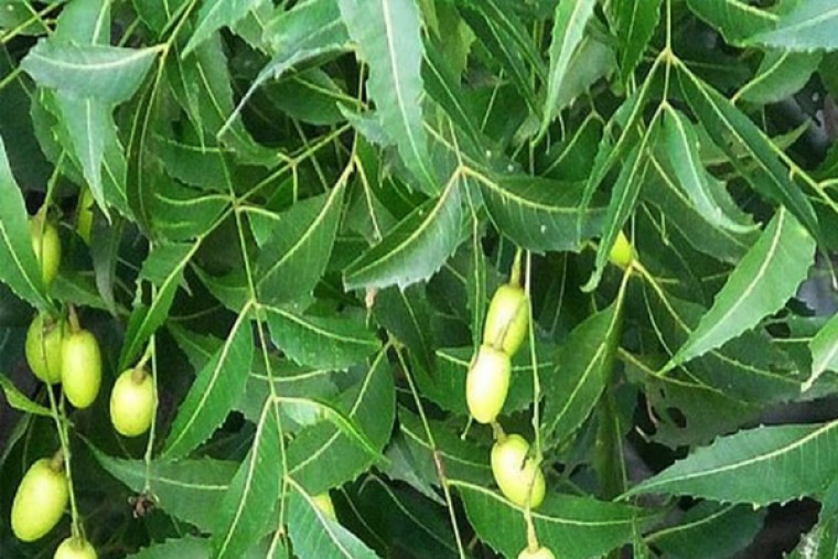 వేపతో ఆరోగ్యానికి ఎంతో మేలు 

