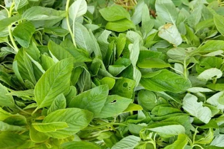 తోటకూరతో ఎన్నో ఆరోగ్య లాభాలు 

