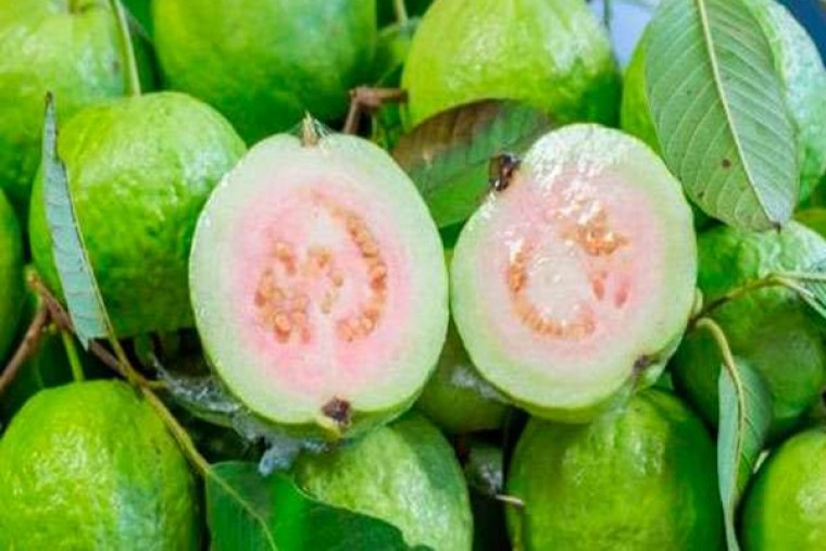 జామపండుతో కలిగే ప్రయోజనులు 

