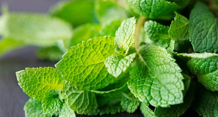 పుదీనాతో ఆ సమస్యలకు చెక్ పెట్టండి
