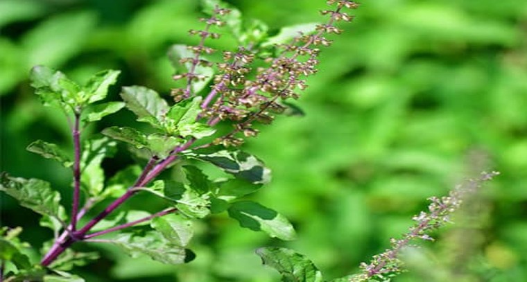 తులసి ఆకులతో ఆ సమస్యలకు చెక్

