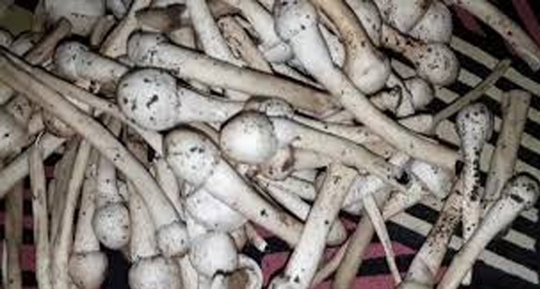 పుట్ట గొడుగులుతో ఆరోగ్య ప్రయోజనాలు

