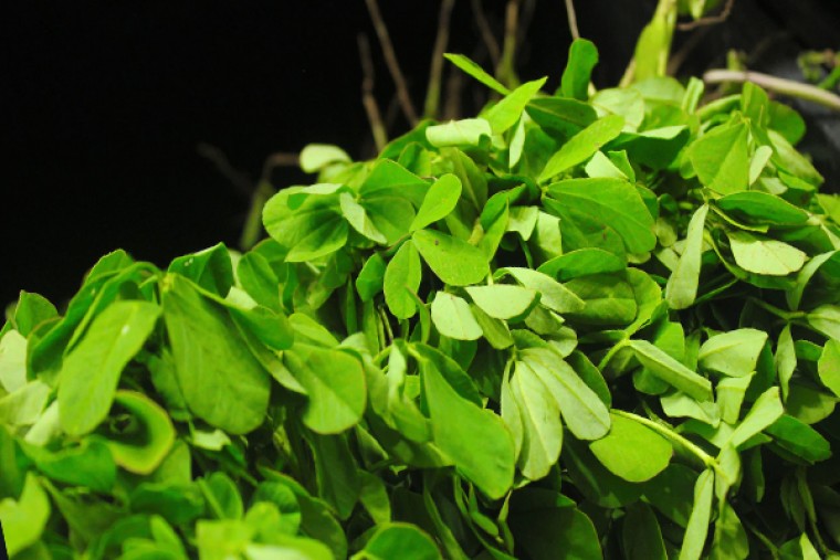 మెంతి కూరతో కలిగే ఆరోగ్య ప్రయోజనాలు 

