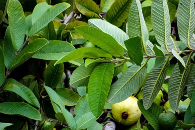 జామ ఆకులతో ఎన్నో ఆరోగ్య ప్రయోజనాలు

