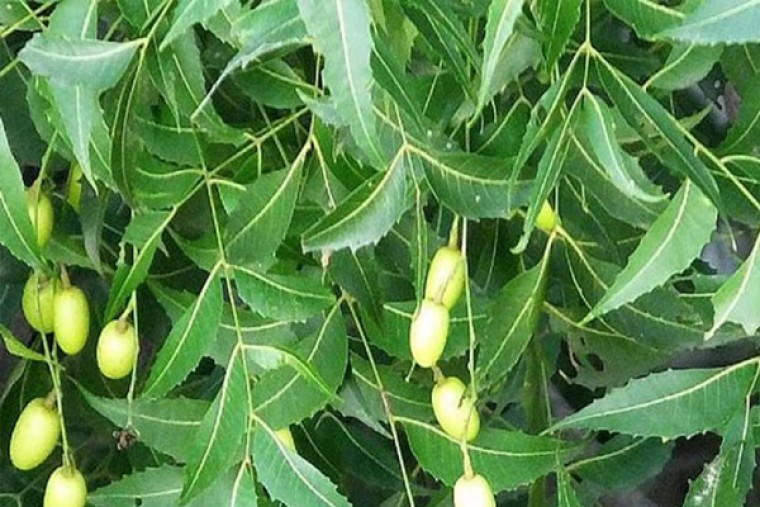 వేపాకుతో ఎన్నో ఆరోగ్య ప్రయోజనాలు 

