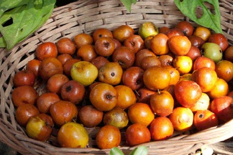 రేగుపండుతో ఎన్నో ఆరోగ్య ప్రయోజనాలు 

