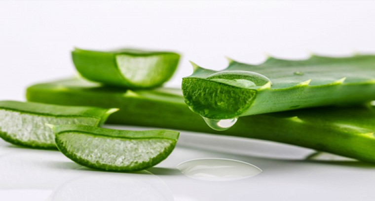 కలబందతో మోకాళ్లనొప్పులకు చెక్ చెప్పండి 

